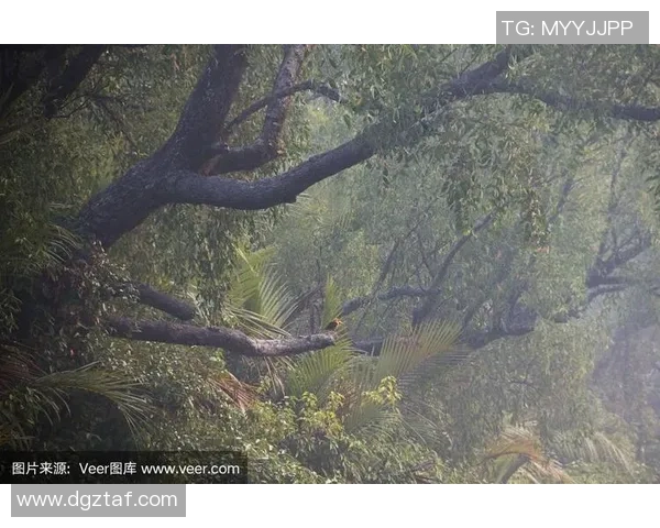 翠鸟东孟加拉与图里对决的精彩瞬间与战术分析